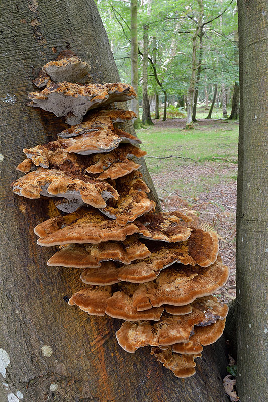 Inonotus cuticularis